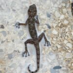 6bdb1ba7-8b39-4fc0-82d3-01899ef9c544